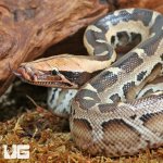 ug_Borneo_Blood_Python_3.jpg