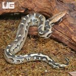 ug_Borneo_Blood_Python_2.jpg