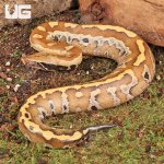 ug_Baby_Bangka_Blood_Python_4.jpg