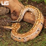 ug_Baby_Bangka_Blood_Python_3.jpg