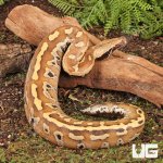 ug_Baby_Bangka_Blood_Python_1.jpg