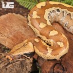 ug_Baby_Bangka_Blood_Python_5.jpg