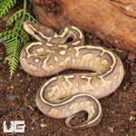 ug_Female_Pastel_Butter_Fire_Ball_Python_2.jpg