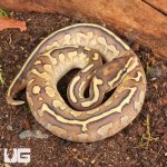 ug_Female_Pastel_Butter_Fire_Ball_Python_1.jpg