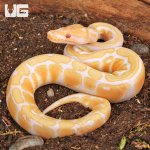 ug_Albino_Pastel_Spotnose_Ball_Python_1.jpg