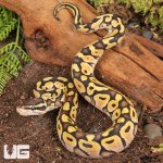 ug_Pastel_Mocha_Ball_Python_1.jpg