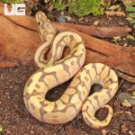 ug_Ghost_Fire_Spider_Ball_Python_2.jpg