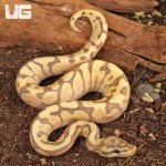 ug_Ghost_Fire_Spider_Ball_Python_1.jpg