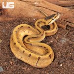 ug_Super_Enchi_Spider_Ball_Python_2.jpg