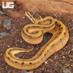 ug_Super_Enchi_Spider_Ball_Python_1.jpg