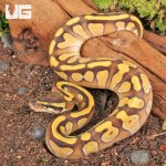 ug_Ghost_Enchi_Mojave_Ball_Python_1.jpg