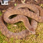 ug_Western_Forest_Egg_Eating_Snake_4.jpg