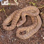 ug_Western_Forest_Egg_Eating_Snake_2.jpg