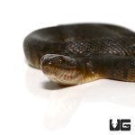 ug_baby_green_water_snake_1.jpg