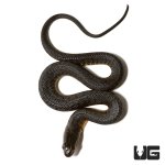 ug_baby_green_water_snake_2.jpg
