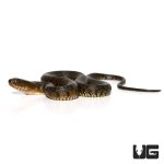 ug_baby_green_water_snake_3.jpg