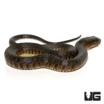 ug_baby_green_water_snake_4.jpg