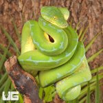 ug_Female_High_Blue_Manokwari_Green_Tree_Python_4.jpg