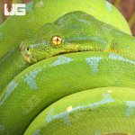 ug_Female_High_Blue_Manokwari_Green_Tree_Python_2.jpg