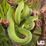 ug_Female_High_Blue_Manokwari_Green_Tree_Python_1.jpg