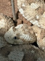 IMG_7425.jpeg