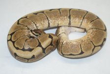 spiderhetOGm421.JPG