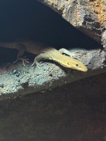 IMG_0154.jpeg