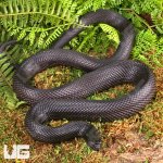 ug_2022_Black_Pine_Snake_4.jpg