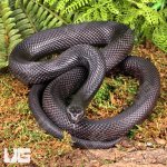 ug_2022_Black_Pine_Snake_3.jpg