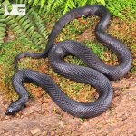 ug_2022_Black_Pine_Snake_2.jpg