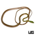 ug_new_parrot_snake_2.jpg