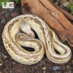 ug_Yearling_Male_Pastel_Lesser_Leopard_Fire_Ball_Python_2.jpg