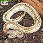 ug_Yearling_Male_Pastel_Lesser_Leopard_Fire_Ball_Python_1.jpg