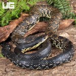 ug_Madagascar_Giant_Hognose_4.jpg