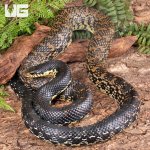 ug_Madagascar_Giant_Hognose_2.jpg