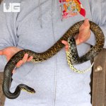 ug_Madagascar_Giant_Hognose_1.jpg