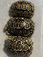 IMG_3386.jpeg
