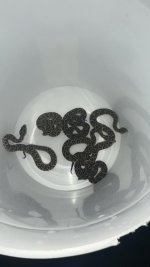 thumbnail (3).jpg
