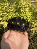 IMG_4012.jpeg