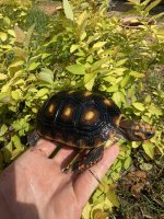IMG_4009.jpeg