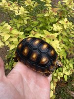 IMG_3985.jpeg