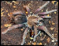 P.insignis_Colombia(f)5in_AD1.jpeg