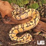 ug_Baby_Ghost_Enchi_Pastel_Ball_Python_2.jpg