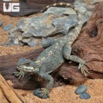 ug_Starred_Agama_2.jpg