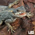 ug_Starred_Agama_1.jpg