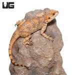 ug_painted_agama_4.jpg