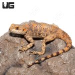 ug_painted_agama_3.jpg