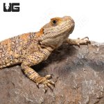 ug_painted_agama_1.jpg