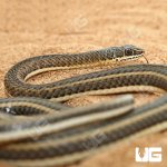 ug_female_hissing_sand_snake_4.jpg