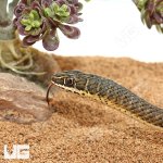 ug_female_hissing_sand_snake_3.jpg